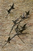Tolling Ducks
