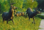 Whitetail Deer