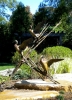 Garden Mallards