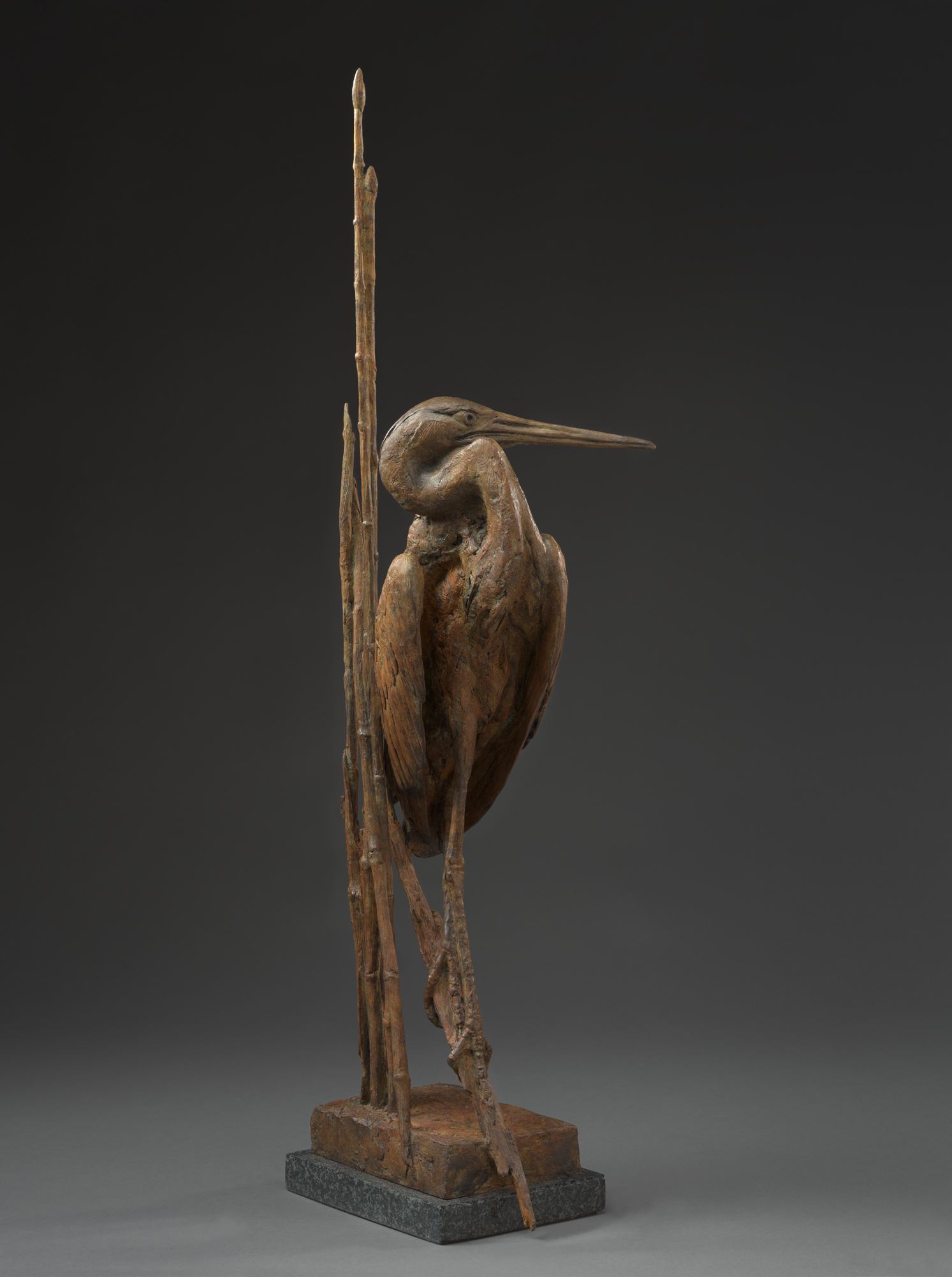 Lothoria Little Blue Heron
